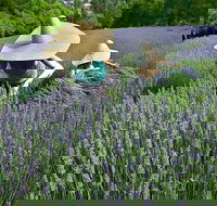 Lavandula Swiss Italian Farm - Local Tourism