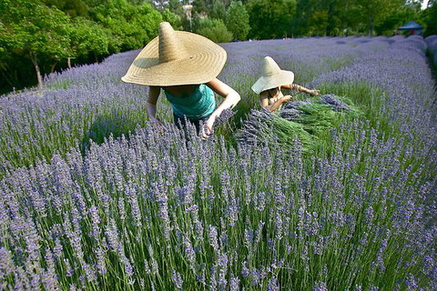 Lavandula Swiss Italian Farm - Australia Shopping 0
