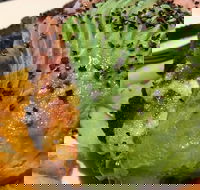 Lone Pine Tavern - Accommodation Australia