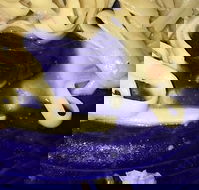 Leumeah Pizza - Accommodation Australia