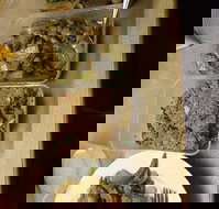 Holbrook Chinese Restaurant - Local Tourism