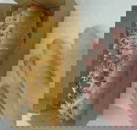 Frank  Beanz - Accommodation Australia