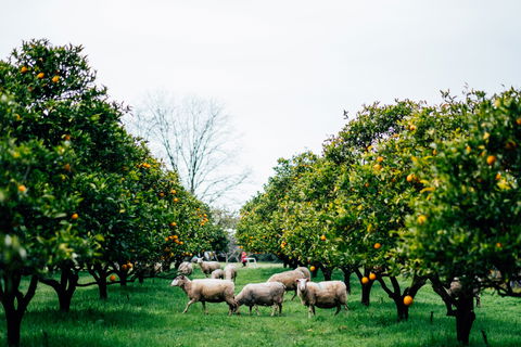 Cambray Cheese Farm Shop - Australia Shopping 0
