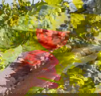 Breakfast Creek Vineyard - Australia Shopping