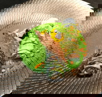 Fireplace - Australia Shopping