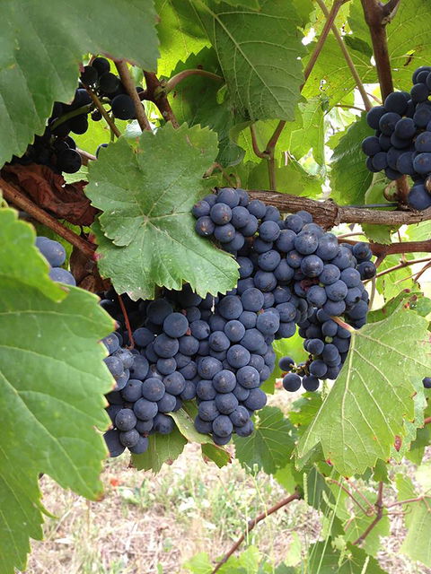 Marcus Hill Vineyard - Accommodation Australia 0