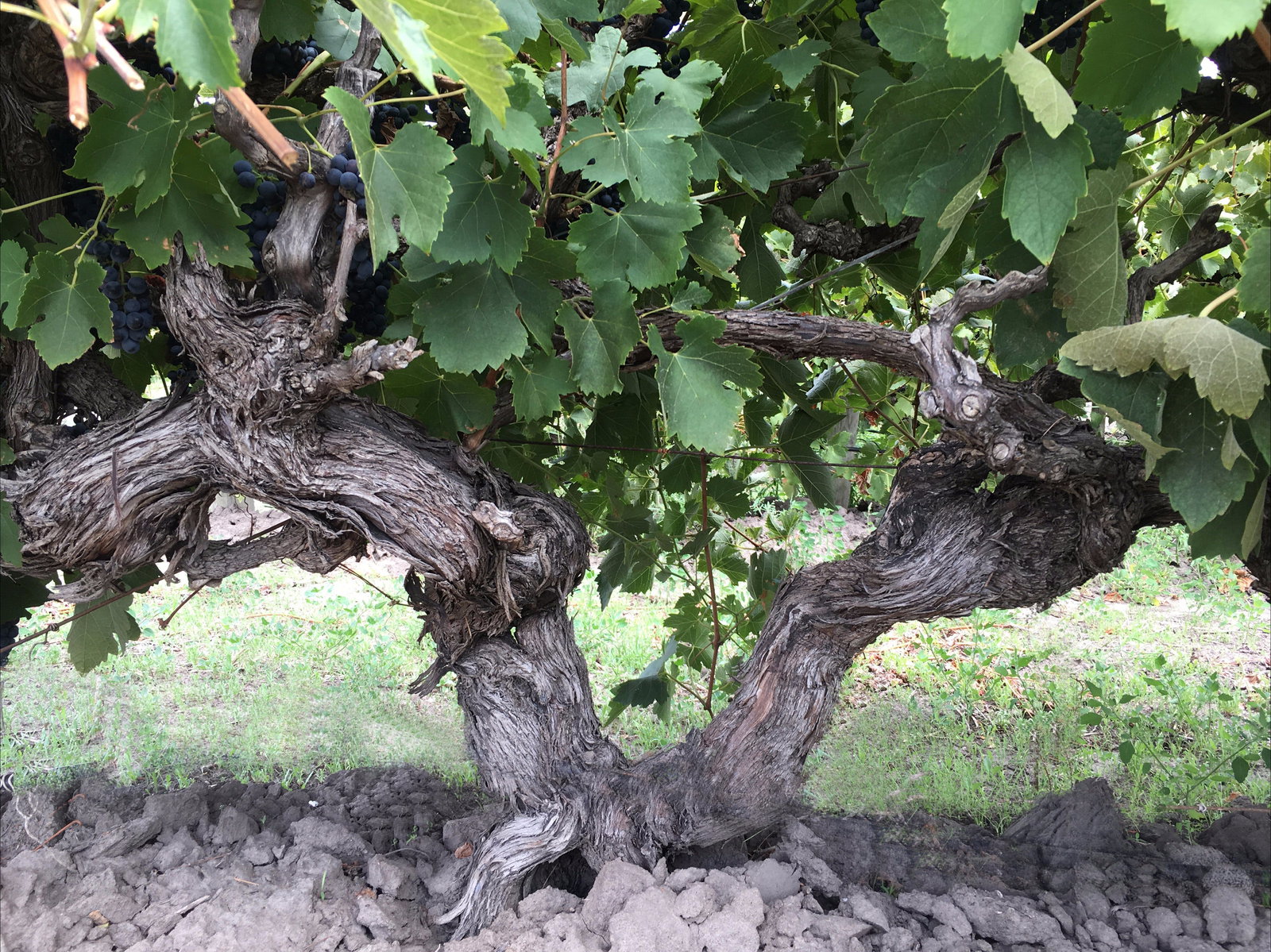 Tatachilla SA Local Tourism