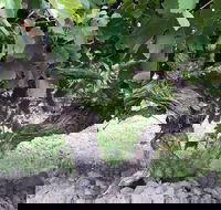 Nick Haselgrove Wines - Local Tourism