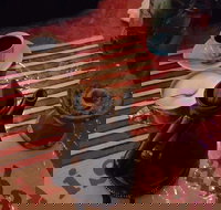 Boost Juice - Perth CBD - Accommodation Australia