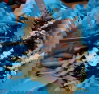 Charles St Pizza  Pasta - Local Tourism