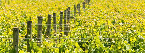 Curlewis Winery - Local Tourism 2