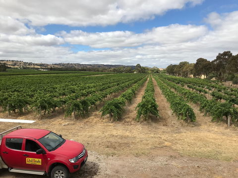 RedHeads Wine - Australia Shopping 1
