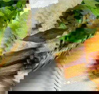 Thanh Binh - Cabramatta - Bed n Breakfasts