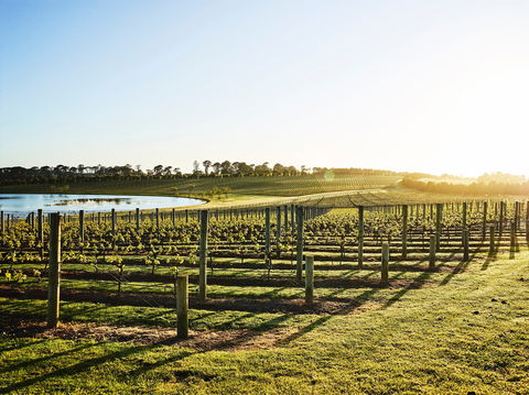 Wine Terrace And Cellar Door At Pt Leo Estate - Accommodation Australia 0