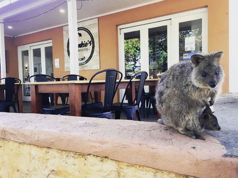 Frankie's On Rotto - Accommodation Australia 1