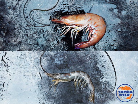 Yamba Wild - Local Tourism 0