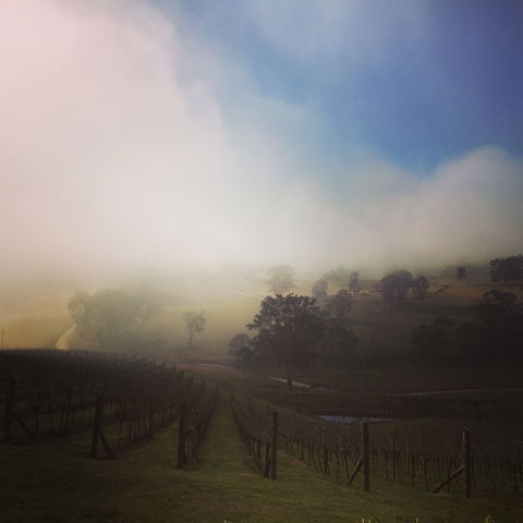 Dryridge Estate - Australia Shopping 1