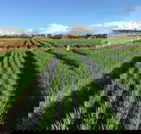 Hawkes Farm - Accommodation Australia
