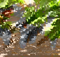 Waybourne Winery - Local Tourism