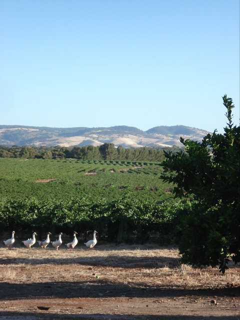 Heritage Wines - Australia Shopping 1