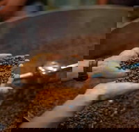 Yahava Koffeeworks - West Swan - Bed n Breakfasts