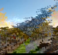 Ruddenklau Wines - Accommodation Australia