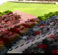 That Food Truck - Accommodation Australia