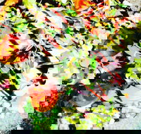 Hangar Cafe And Restaurant - Airport West - Local Tourism