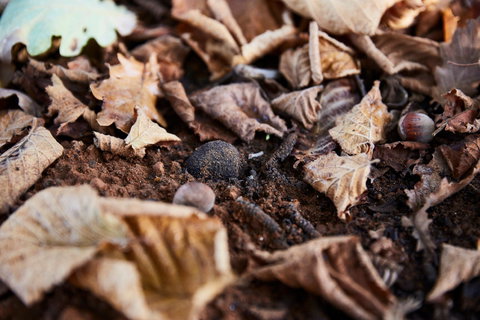 Tall Timbers Manjimup - Bed n Breakfasts 2