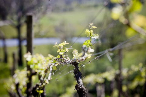 Barrgowan Vineyard - Accommodation Australia 0