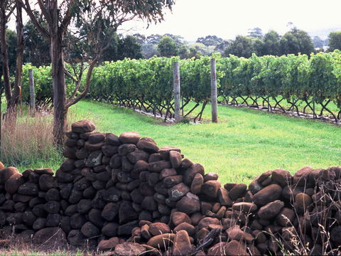 Spring Vale Vineyard - Accommodation Australia 0