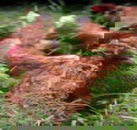 Holbrook Paddock Eggs - Local Tourism