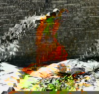 Cafe Bear and Scoobs - Local Tourism