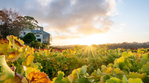 Hahndorf Hill Winery - Local Tourism 0