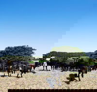 Hillock Downs Produce Store - Accommodation Australia