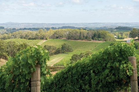 Pike And Joyce Wines - Local Tourism 2