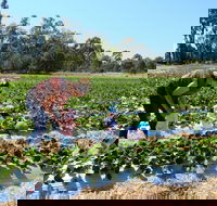 The Big Strawberry - Accommodation Australia