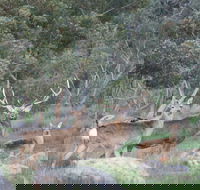 Hahndorf Venison - Local Tourism