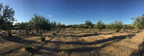 Red Rock Olives - Accommodation Australia 1