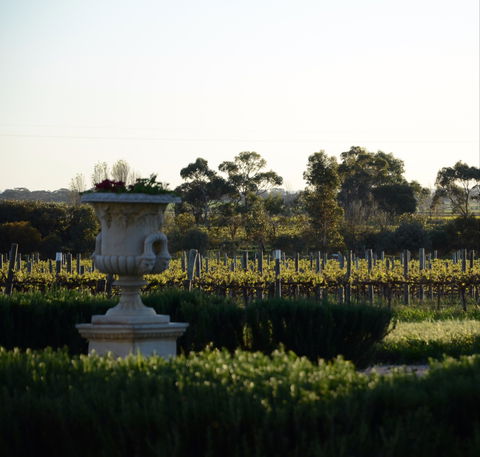Angas Plains Wines Cellar Door - Accommodation Australia 1