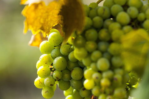 Affleck Vineyard - Accommodation Australia 0
