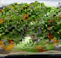 Brooklyn Lounge - Accommodation Australia