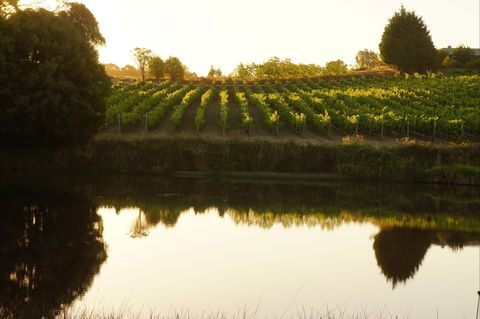 Brook Eden Vineyard - Accommodation Australia 2