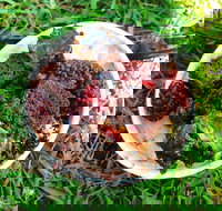 Fro-yo Frozen Yoghurt and Bubble Tea - Accommodation Australia