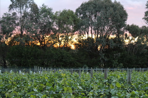 Haldon Estate Wines - Bed n Breakfasts 2