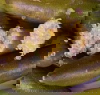 Sandy Creek Olives and Finger Limes - Australia Shopping