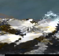 Jim Wild's Oyster Service - Accommodation Australia