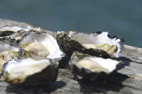 Jim Wild's Oyster Service - Accommodation Australia 0