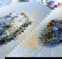 Amano Restaurant - Local Tourism