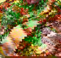 The Angry Pigeon - Accommodation Australia